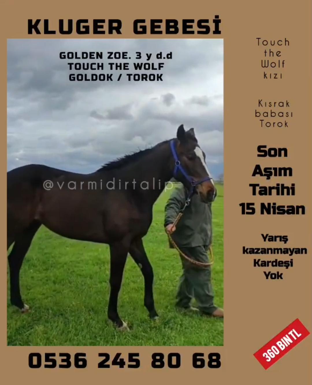 KLUGER GEBESİ TOUCH THE WOLF  KIZI  GENÇ DAMIZLIK GOLDEN ZOE